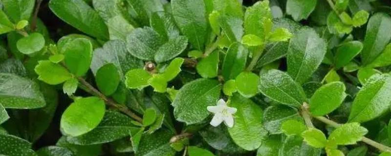 植物分为哪些品种，分为种子植物、孢子植物