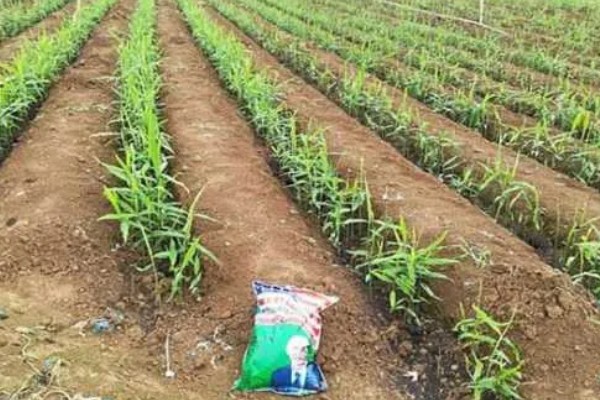 生姜白叶病的防治方法，通过合理施肥来防治