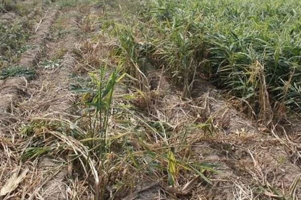 生姜白叶病的防治方法，通过合理施肥来防治