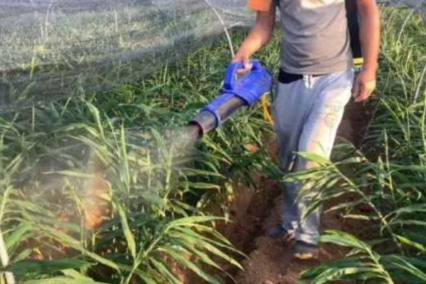 生姜白叶病的防治方法，通过合理施肥来防治