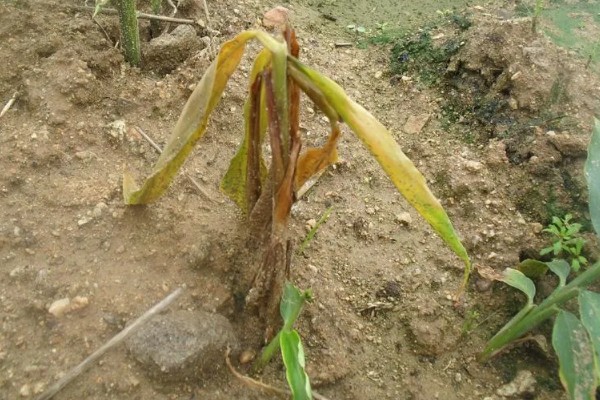 生姜白叶病的防治方法，通过合理施肥来防治