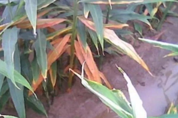 生姜白叶病的防治方法，通过合理施肥来防治