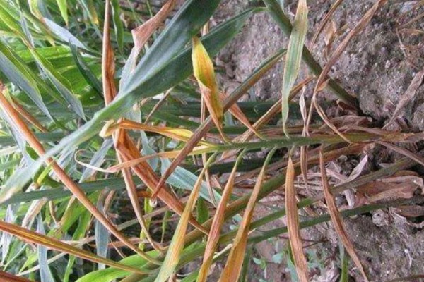 生姜白叶病的防治方法，通过合理施肥来防治