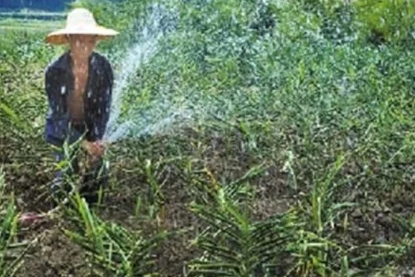 生姜白叶病的防治方法，通过合理施肥来防治