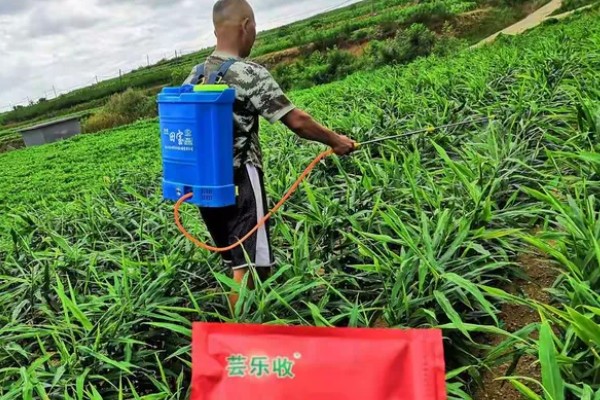 生姜白叶病的防治方法，通过合理施肥来防治
