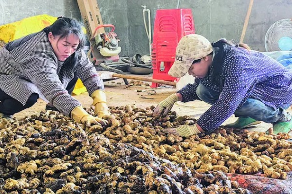 生姜白叶病的防治方法，通过合理施肥来防治