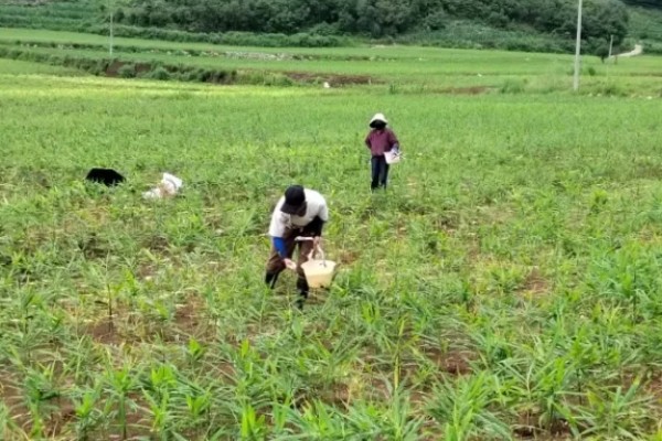 生姜白叶病的防治方法，通过合理施肥来防治