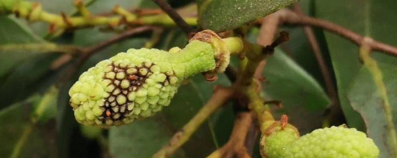 荔枝炭疽病怎么防治，清园后可喷施灭病威悬浮剂