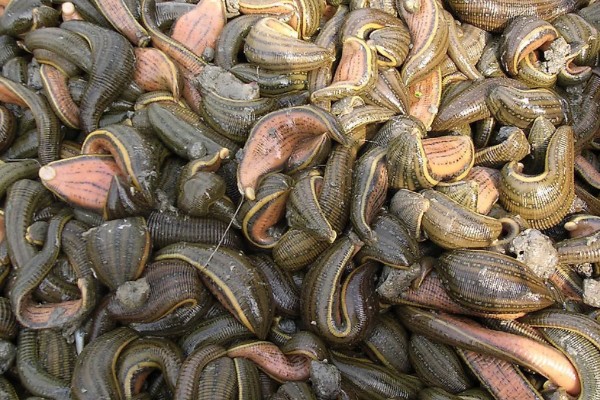 水蛭的价格，清水货价格大约600-650元一斤