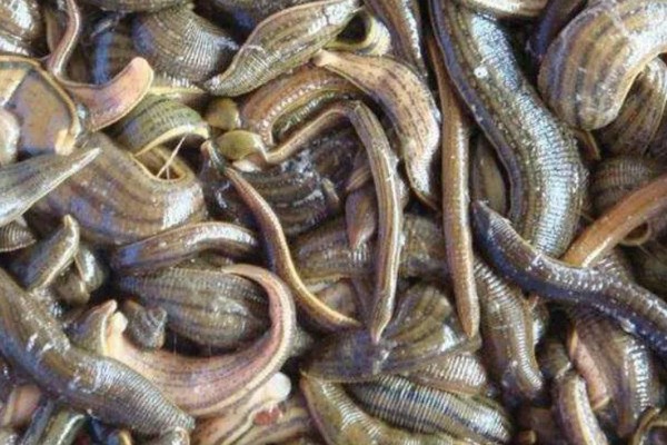 水蛭的价格，清水货价格大约600-650元一斤