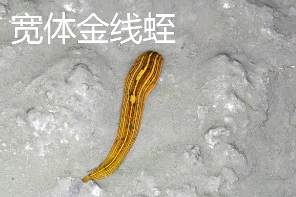 水蛭的价格，清水货价格大约600-650元一斤