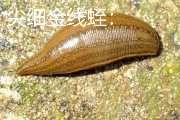 水蛭的价格，清水货价格大约600-650元一斤