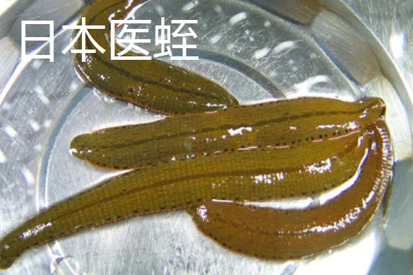 水蛭的价格，清水货价格大约600-650元一斤