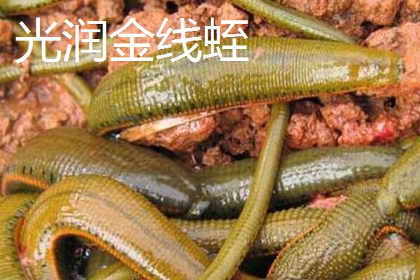 水蛭的价格，清水货价格大约600-650元一斤