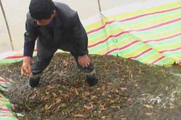 水蛭的价格，清水货价格大约600-650元一斤