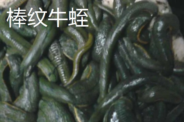 水蛭的价格，清水货价格大约600-650元一斤