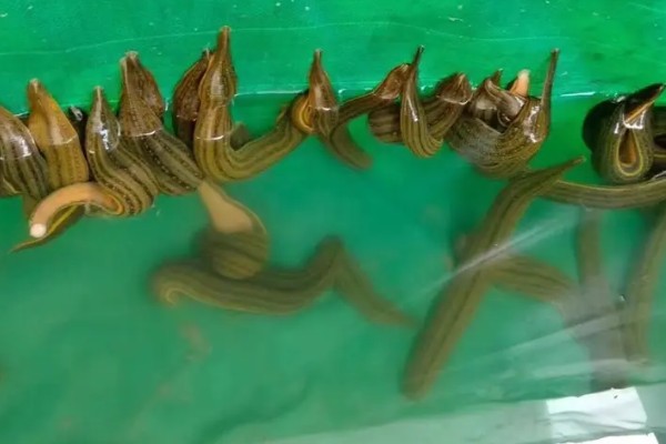 水蛭的价格，清水货价格大约600-650元一斤