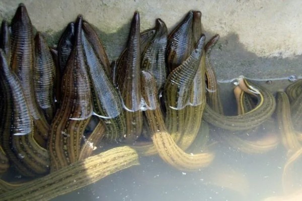 水蛭的价格，清水货价格大约600-650元一斤