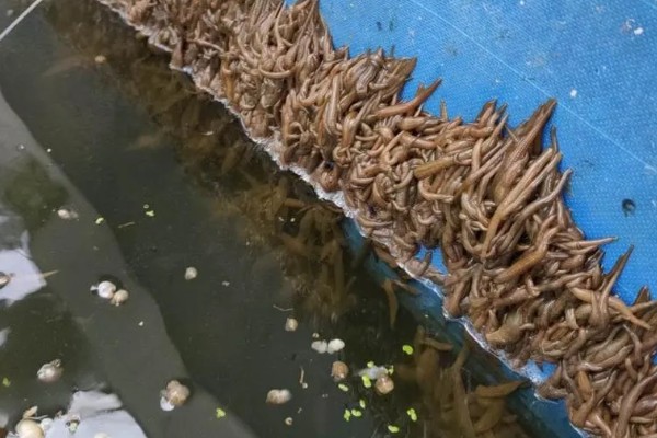 水蛭的价格，清水货价格大约600-650元一斤