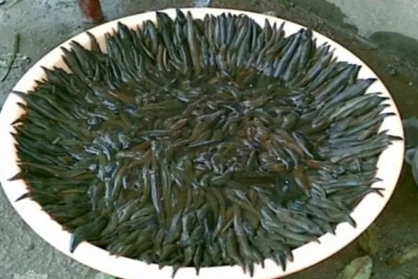 水蛭的价格，清水货价格大约600-650元一斤