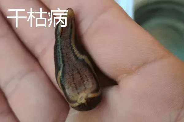 水蛭的价格，清水货价格大约600-650元一斤