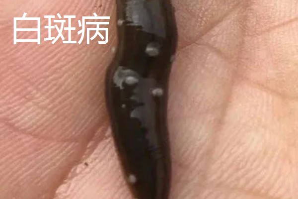 水蛭的价格，清水货价格大约600-650元一斤