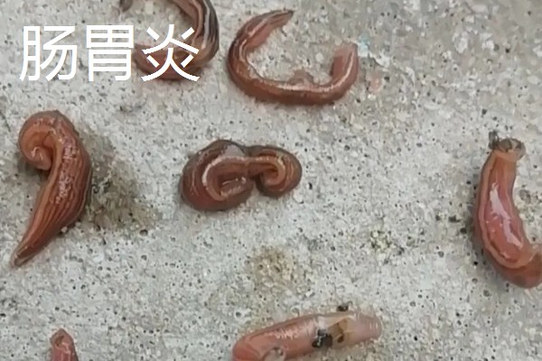 水蛭的价格，清水货价格大约600-650元一斤