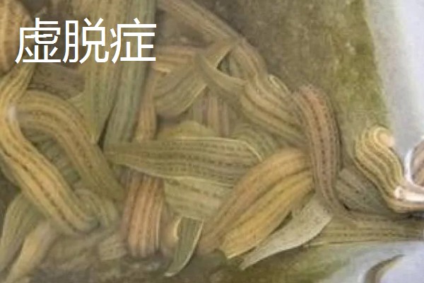 水蛭的价格，清水货价格大约600-650元一斤