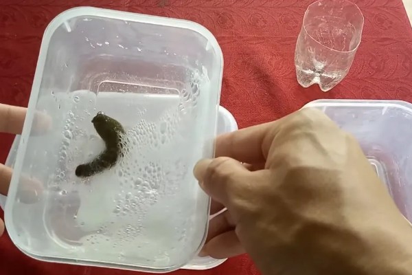 水蛭的价格，清水货价格大约600-650元一斤