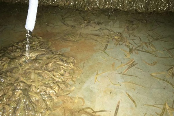 水蛭的价格，清水货价格大约600-650元一斤