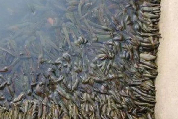 水蛭的价格，清水货价格大约600-650元一斤