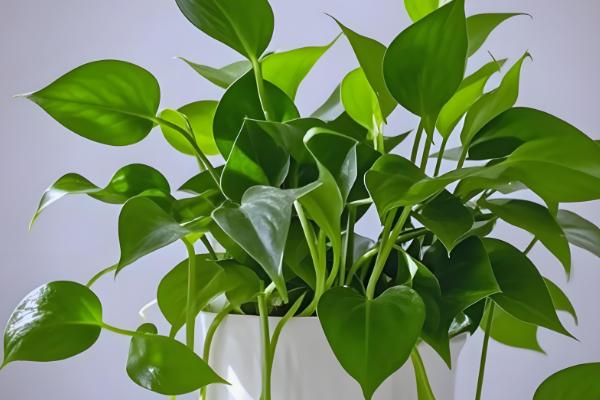 绿萝叶尖有水珠的原因,是因为浇水过多或环境湿度过大