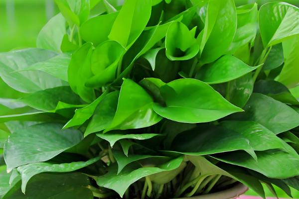 绿萝叶尖有水珠的原因,是因为浇水过多或环境湿度过大