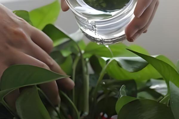 绿萝叶尖有水珠的原因,是因为浇水过多或环境湿度过大