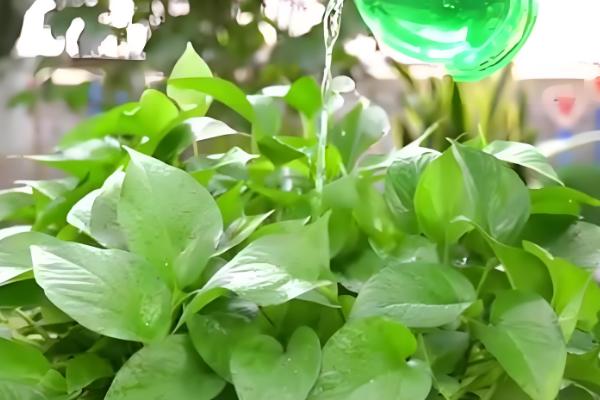 绿萝叶尖有水珠的原因,是因为浇水过多或环境湿度过大