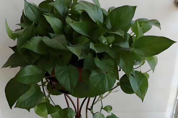 绿萝叶尖有水珠的原因,是因为浇水过多或环境湿度过大