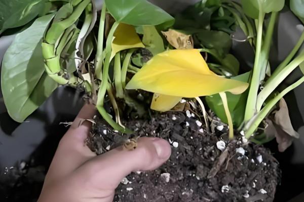 绿萝叶尖有水珠的原因,是因为浇水过多或环境湿度过大