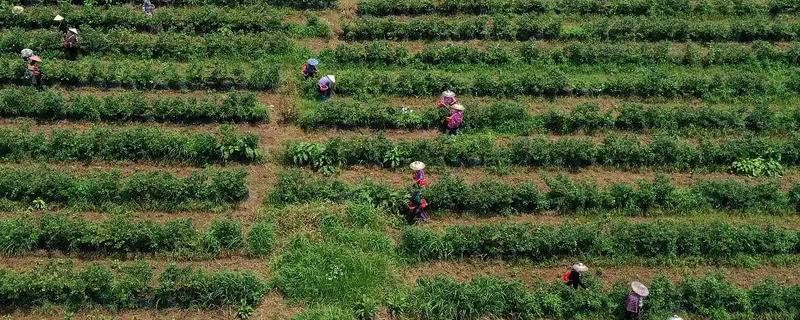 10亩茶叶的利润，能达到14-24万元左右