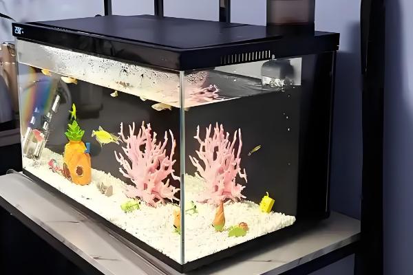 如何喂养泰国斗鱼,通常选择10L以上的鱼缸