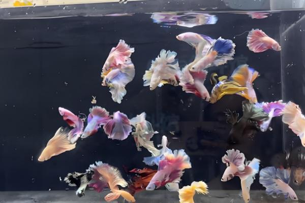 如何喂养泰国斗鱼,通常选择10L以上的鱼缸