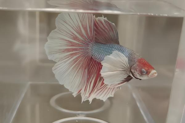 如何喂养泰国斗鱼,通常选择10L以上的鱼缸