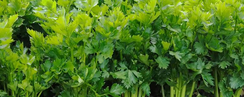 芹菜打什么药能变粗壮，可喷施三十烷醇等生长调节剂