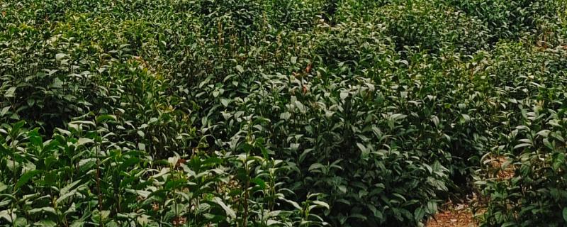 茶树是不是乔木，有乔木型也有灌木型