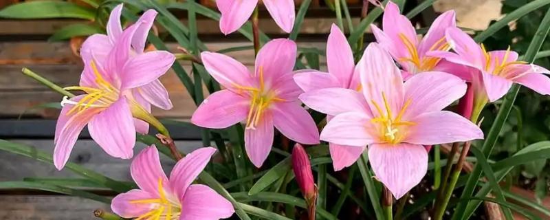 葱兰的爆盆方法，将温度保持在20-25℃