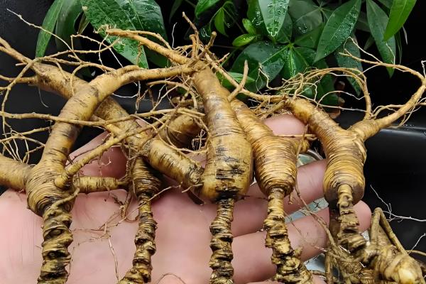 人参的种类，常见的有生晒参、野山参等