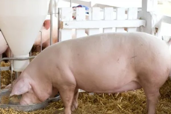 母猪产仔后奶水少怎么处理,可喂服鲫鱼汤