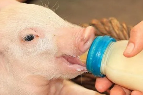 母猪产仔后奶水少怎么处理,可喂服鲫鱼汤