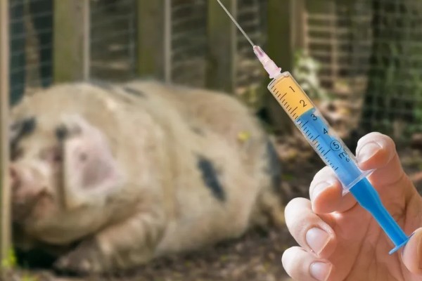 母猪产仔后奶水少怎么处理,可喂服鲫鱼汤