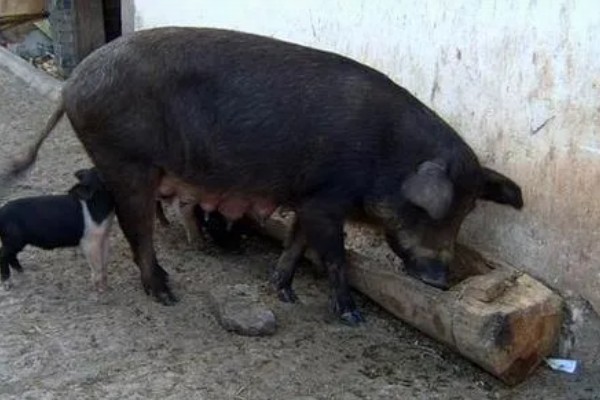 母猪产仔后奶水少怎么处理,可喂服鲫鱼汤