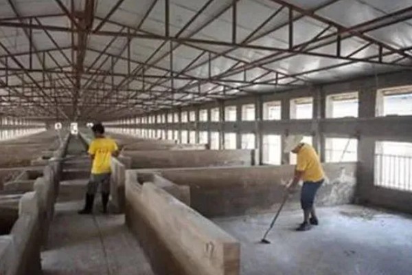 母猪产仔后奶水少怎么处理,可喂服鲫鱼汤